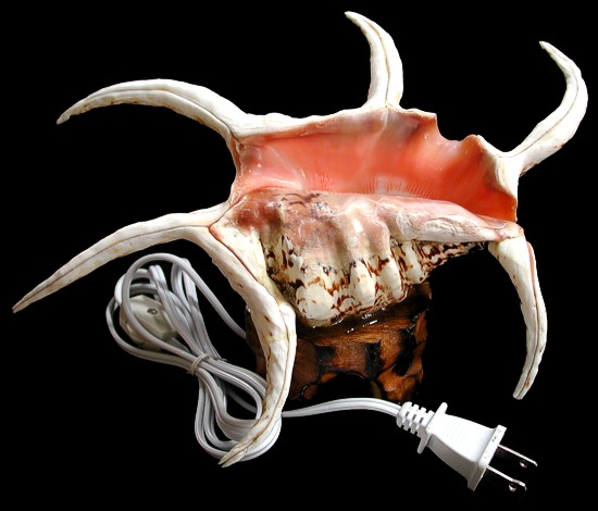 Spyder Shell Lamp