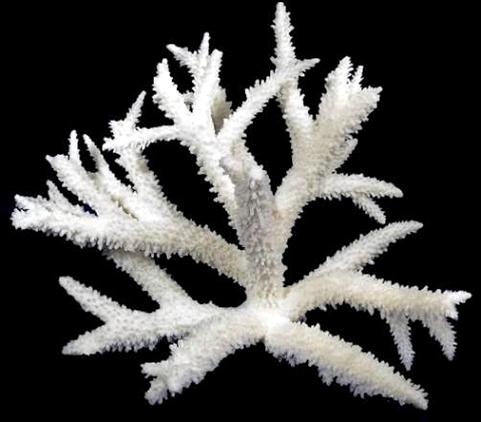 Stag Horn Coral  