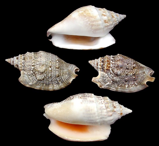 Gems Under the Sea 20068 Seashell Strombus shell with Barnacle 71 mm 