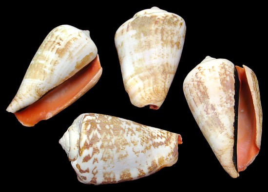 Strawberry Strombus Shells