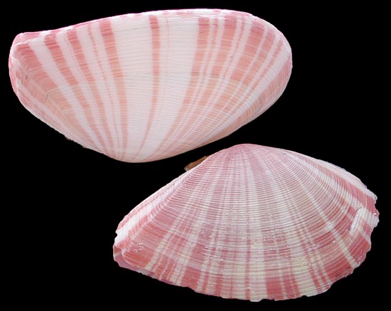 Переведи shells. Tellin Shell улитка. Теллина Ракушка. Sand Dollar Ракушка. Ракушка с кристаллом.