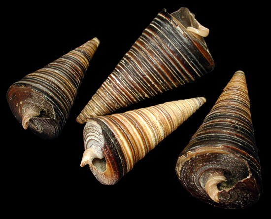 Telescope Snails