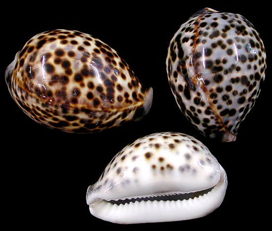 Cowry shell different sizes, patterns and color from around the world