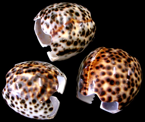 Tiger Cowrie Napkin Ring