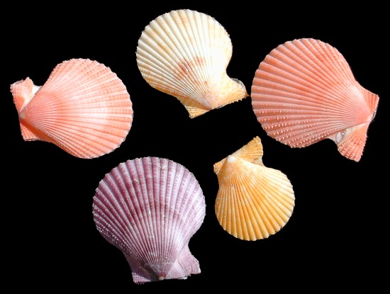 Strawberry Scallop Sea Shells 3-5cm Beach Craft Vexillum Pecton 