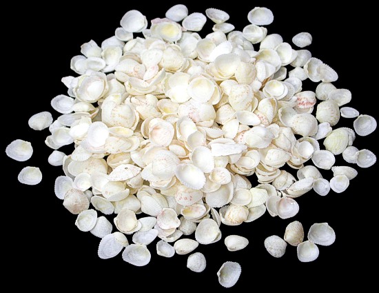 Tiny White Cups   10/8/13