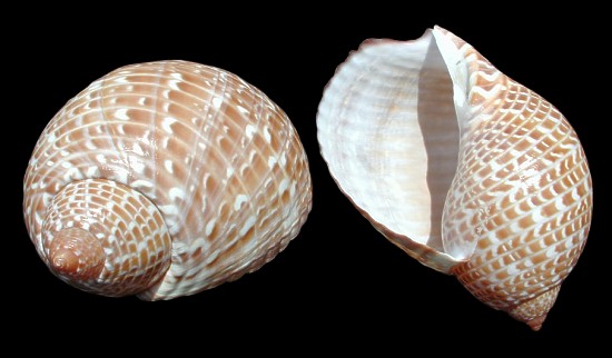 Banded Tun Shell