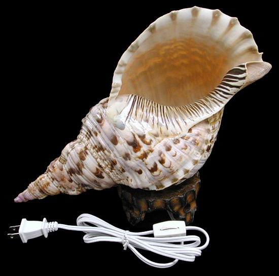 Triton Shell Lamp  3/11/14