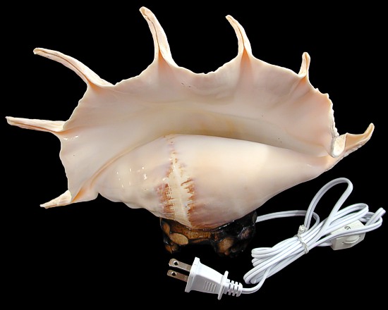 Truncata Shell Lamp