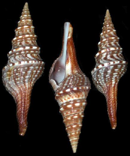 Turris Shells