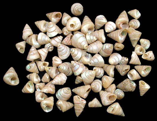 Venetian Pearl Shells