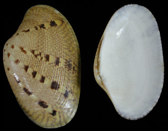 Venus Clam Pairs    9/27/13