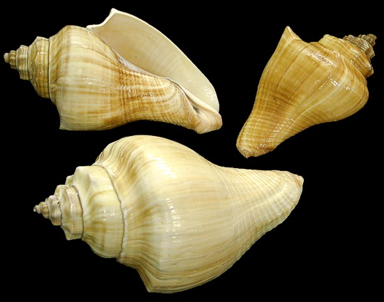 Vole Shells