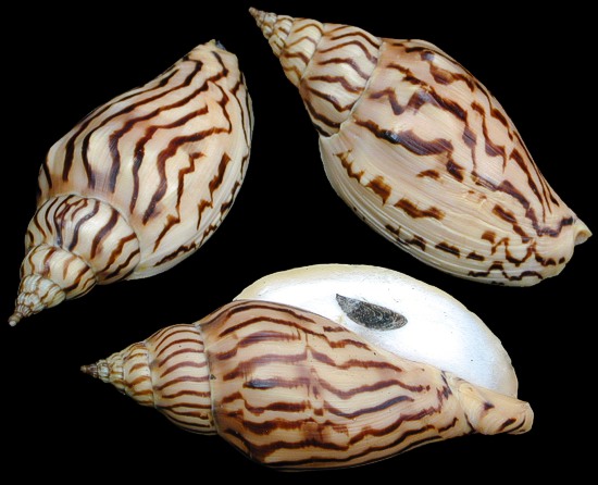 Voluta Loroisi Shell