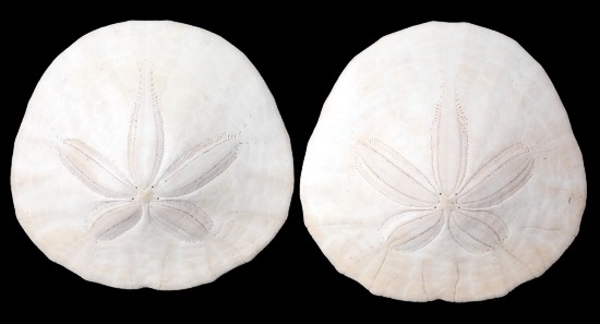 Arrowhead Sand Dollars Large Authentic Sea Life Set of 2