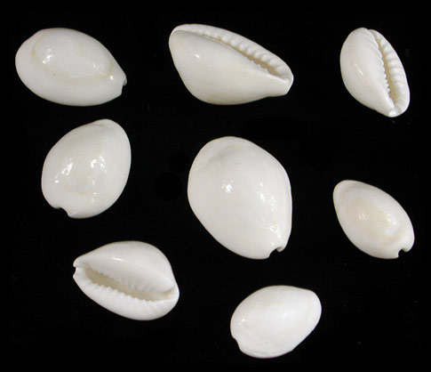 White Cowries