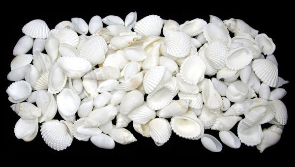 Small All White Shell Mix - 1kg