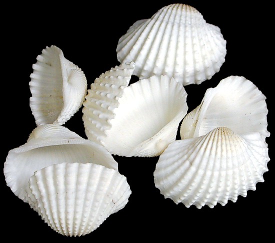 20 Pcs. Smooth Ark Seashells-Pecten,Clam,Scallop,Cockle Craft Seashells 1-1/2"~ 