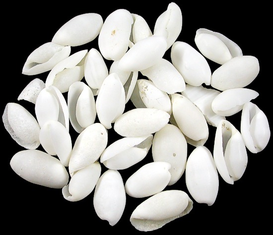 White Bullet Shells