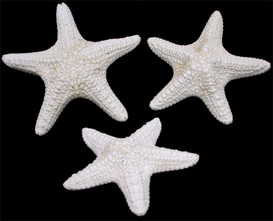 Starfish, 6 White Finger Starfish 3-4