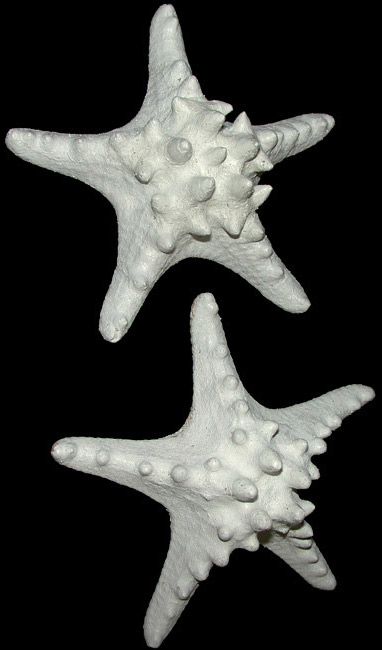 White Knobby Star Fish