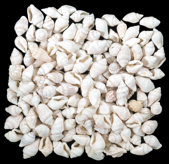 White Nassa Shells