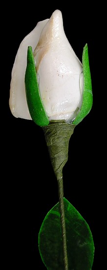 White Rose Shell Flower Stem  I1-33
