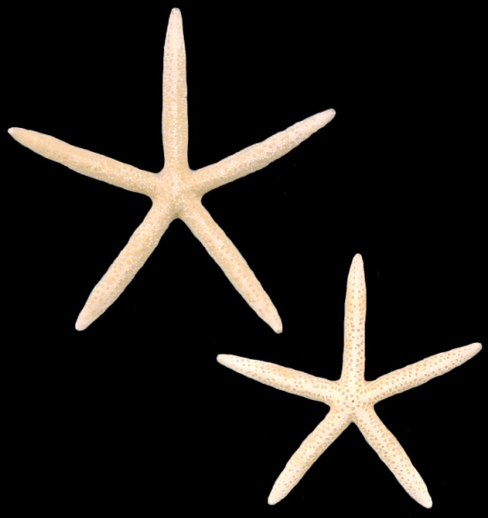 White Star Fish