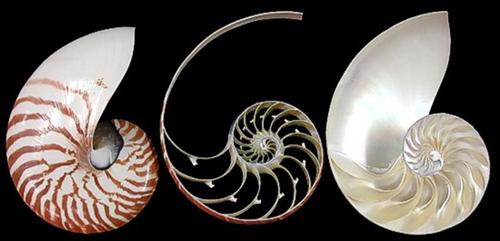 Tiger Nautilus shell 3 section cut