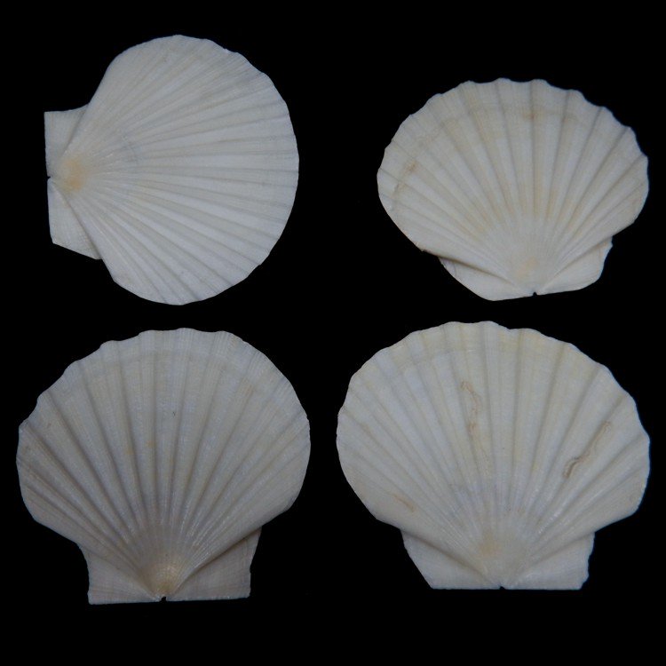 scallop shells many varieties and sizes