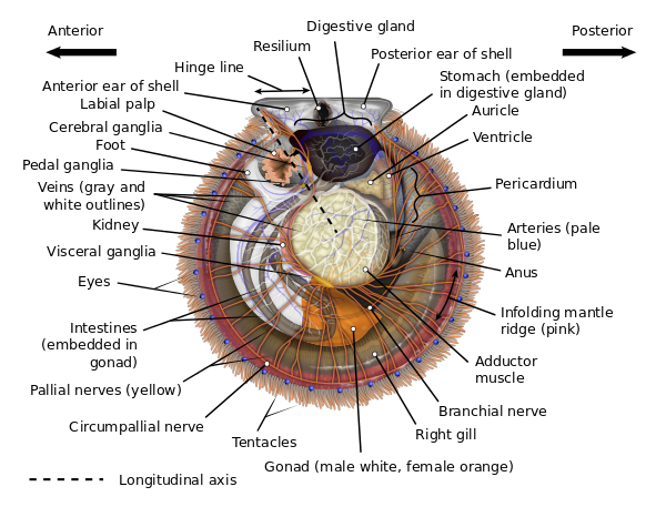 Anatomical diagram of an Atlantic bay scallop
