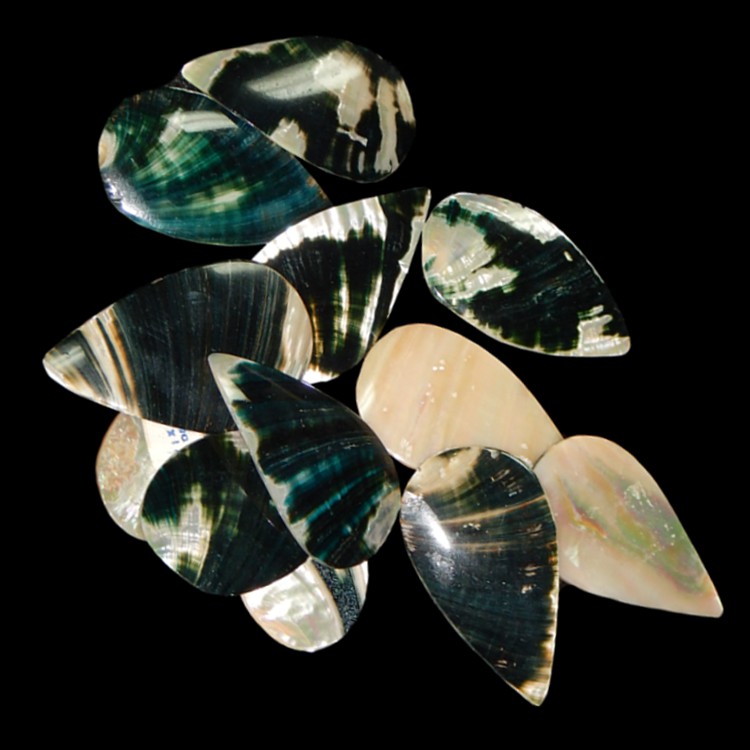 Assorted Abalone Tear Drops ADT1