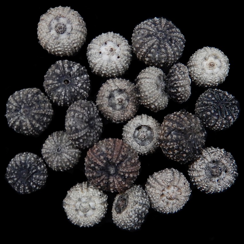 Baby Black Urchins