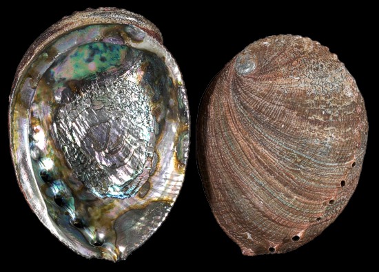 Blue Green Abalone