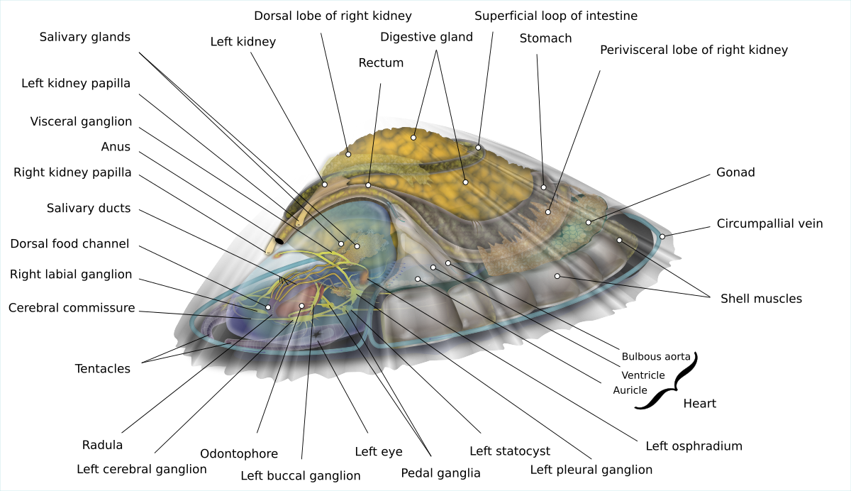 Detailed Anatomy of  common Limpet