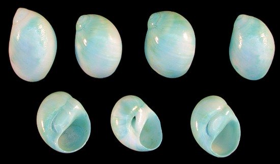 Dyed Green Moon Shells   10/22/13