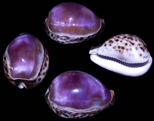 jo-7 Purple Top Tiger Cowry   10/8/13