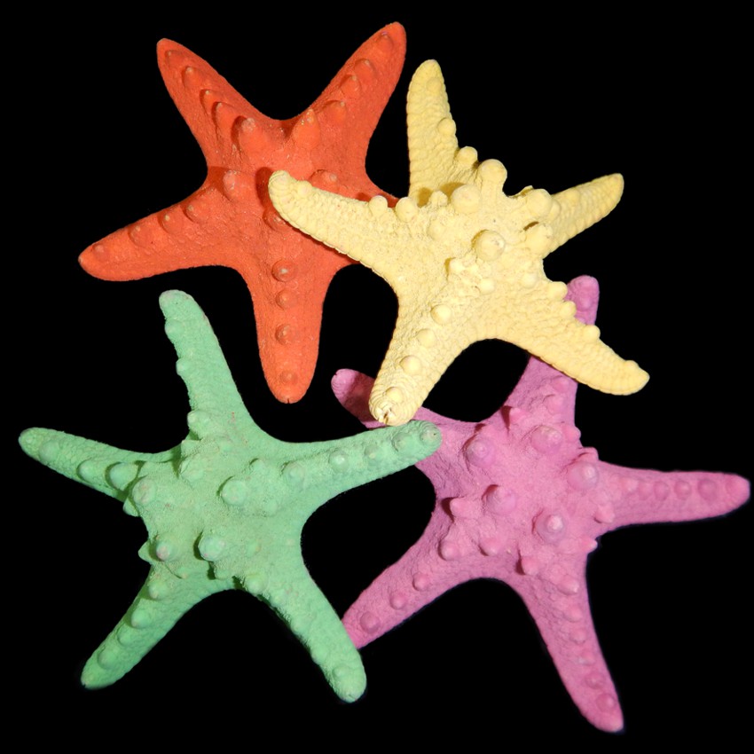 Knobby Starfish Assorted Colors CS1-17