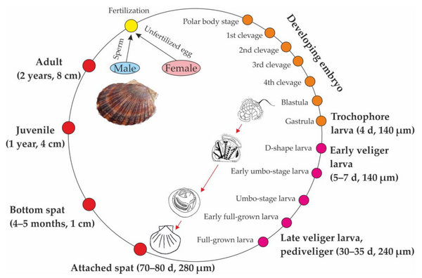 Life cycle of the giant Yesso scallop