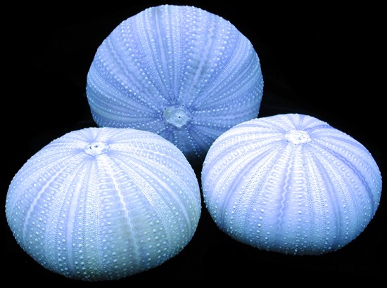 Lite Blue Urchin BSU1-20