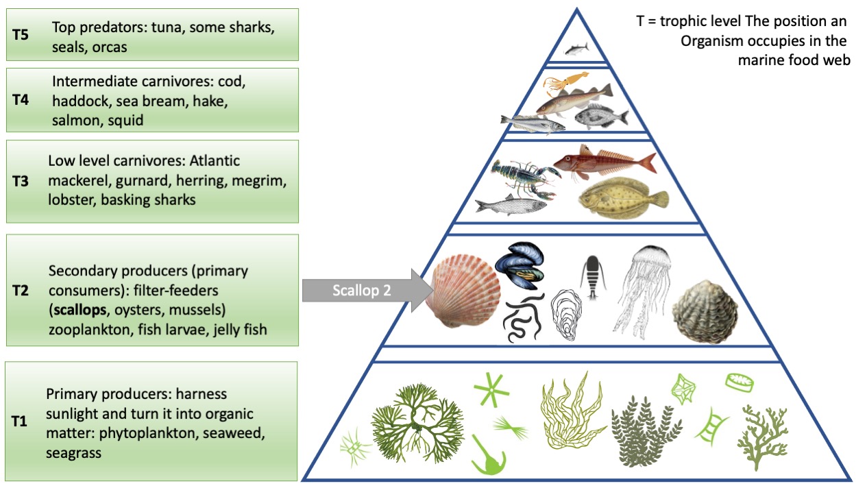Marine Food Pyramid scallops