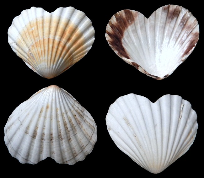 Natural Color Scallops Shaped into Hearts HSN-14