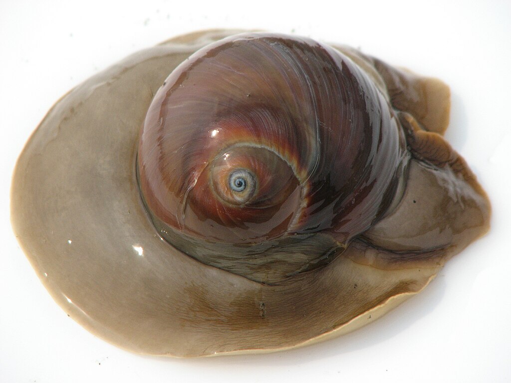 Whales Eye live view
