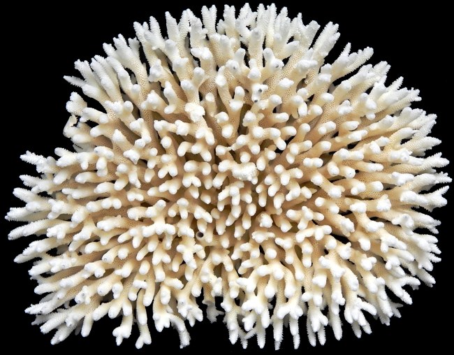 Brush Coral