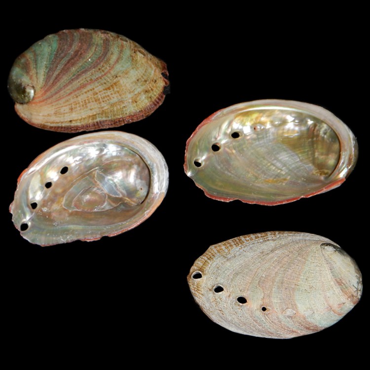 Red Green Baby Abalone RGA0