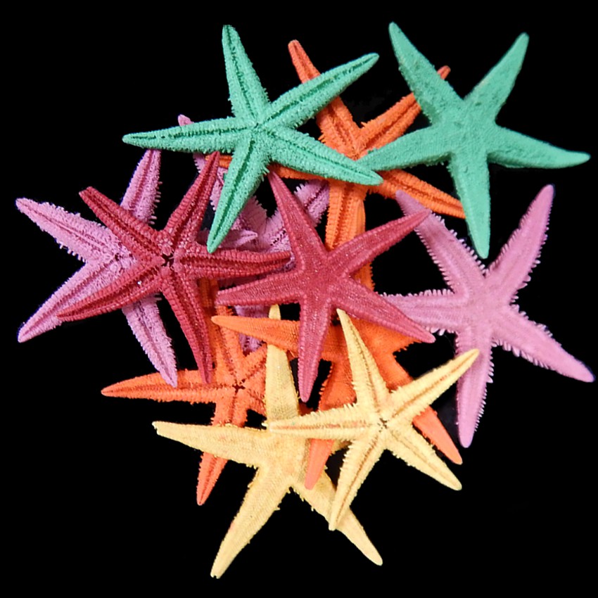 Starfish dyed assorted colors FAC1-14