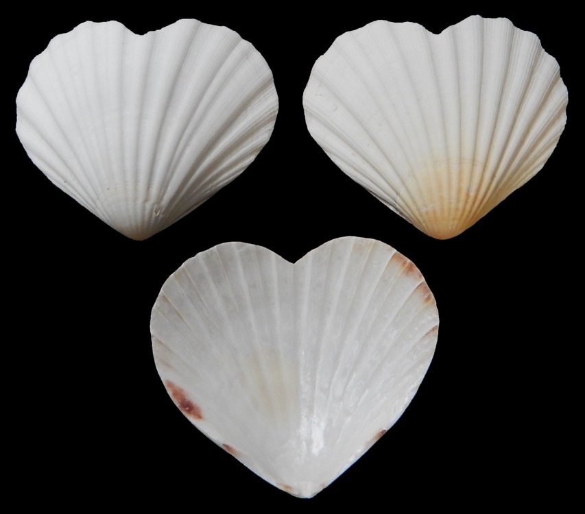 White Scallop Shell heart shaped