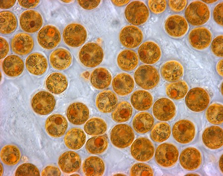 Yellow Brown Zooxanthellae