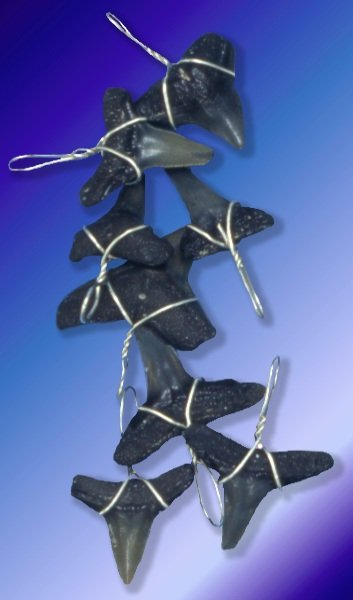 Ancient Shark Teeth with Silver Wire