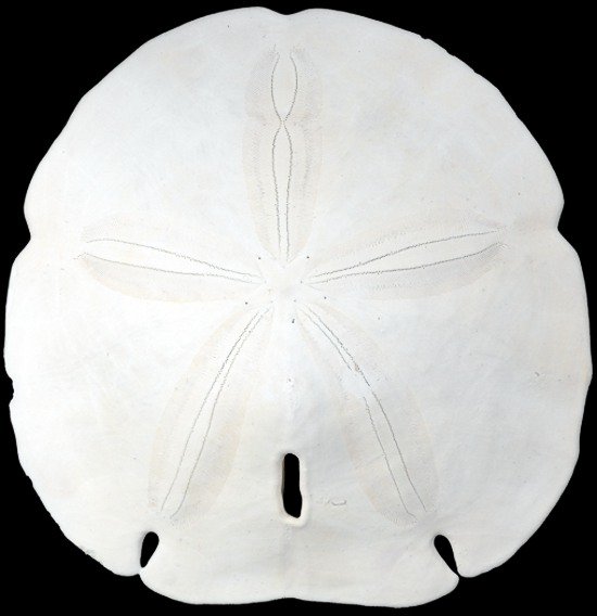 Arrowhead Sand Dollars  2/11/13